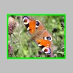motyl3.jpg