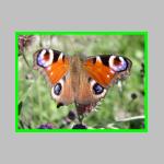 motyl4.jpg