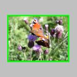 motyl.jpg
