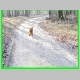 foxterier1.jpg